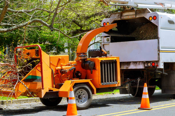 Best Utility Line Clearance  in Bridgewater, VA
