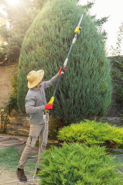 Best Hedge Trimming  in Bridgewater, VA