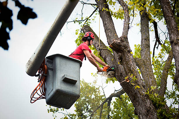 Best Tree Risk Assessment  in Bridgewater, VA